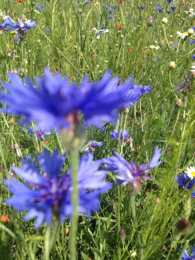 Landhotel Zum Honigdieb Ribnitz-Damgarten Esterno foto